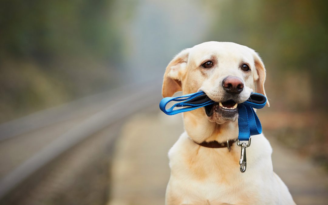 Columbus, OH Pet Care Essentials: Expert Tips on Boarding, Daycare, and Grooming