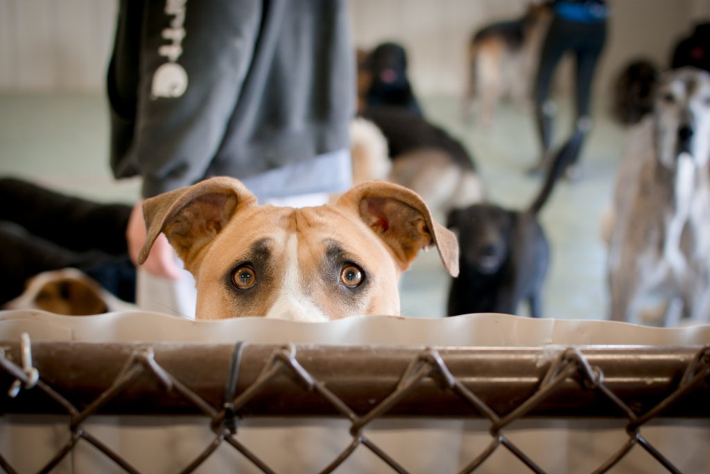 dog daycare socialization benefits