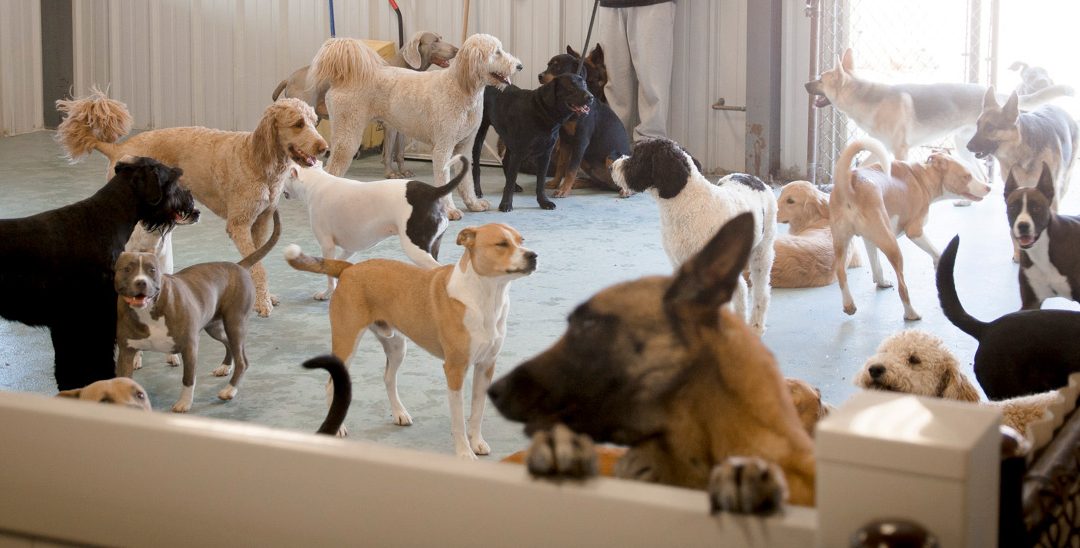 What Are the Benefits of Dog Daycare?