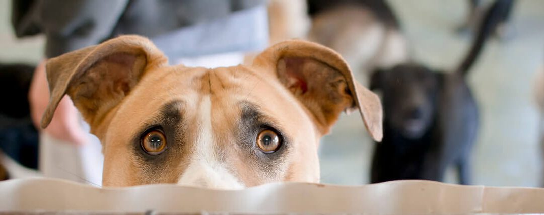 How Do You Manage Dog Stress Between Grooming Visits?