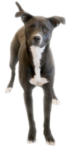 large breed dog with a white background
