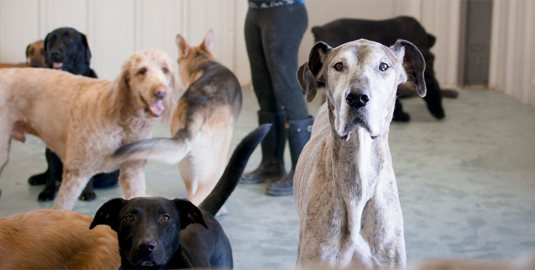 The Ultimate Guide to Pet Boarding in Columbus, OH: Why Lucky Bones Daycare Stands Out