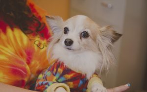 dog daycare in Columbus