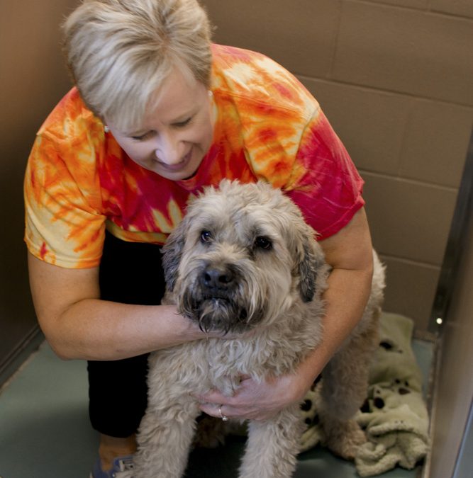 What Do Dog Socialization Classes Involve?