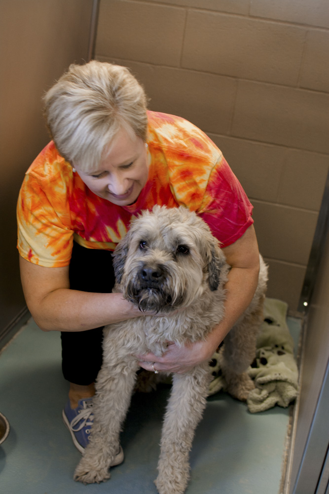 Dog boarding accommodations and supervised care at Lucky Bones