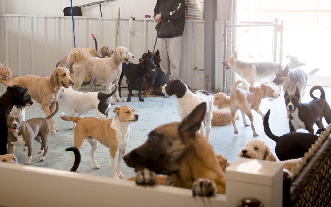 How Can You Find Affordable Dog Daycare?