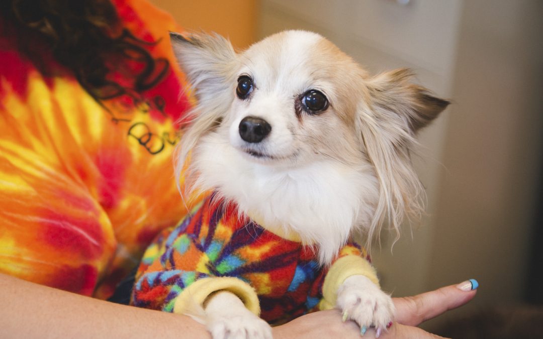 Discover Premium Pet Daycare Services in Columbus, OH at Lucky Bones Pet Resort