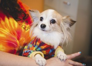 how often to trim dog nails