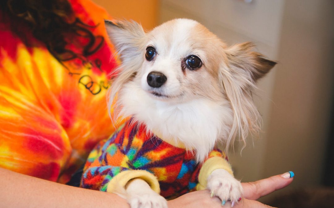 How Often Should You Groom Your Dog for Best Results?