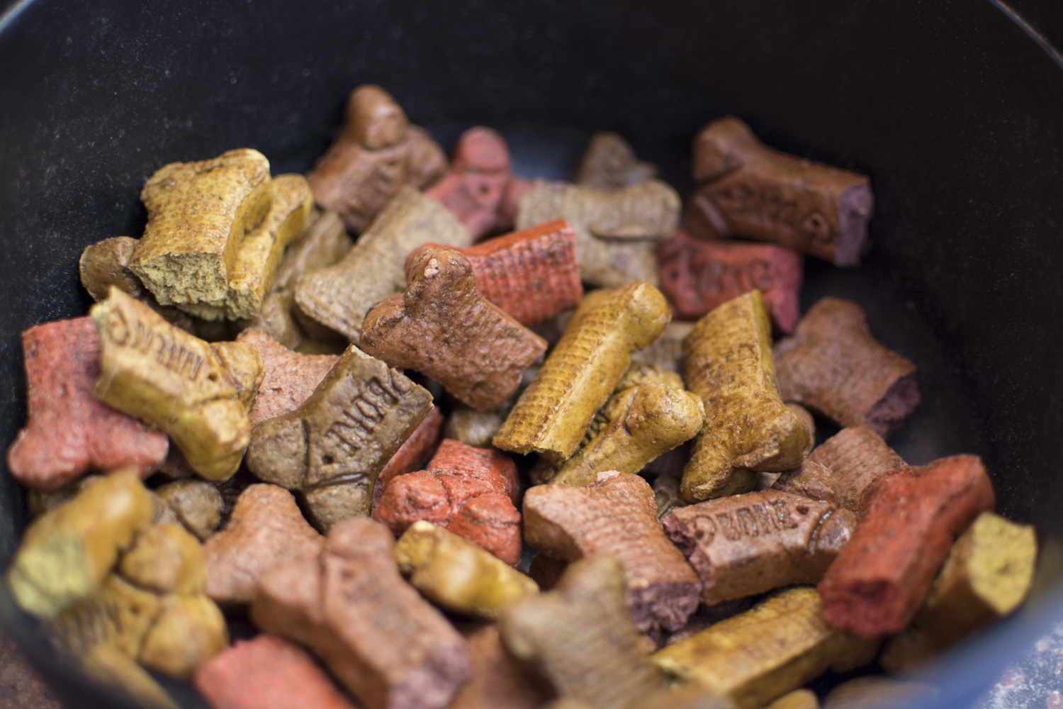 Dog enjoying a stay at Lucky Bones Pet Resort near Columbus, Ohio
