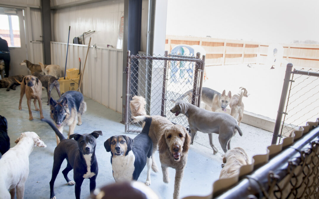 groups of dogs playing in a kennel