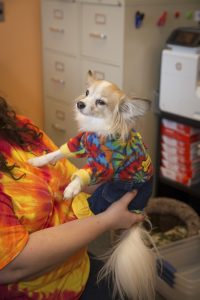 dog grooming mistakes to avoid