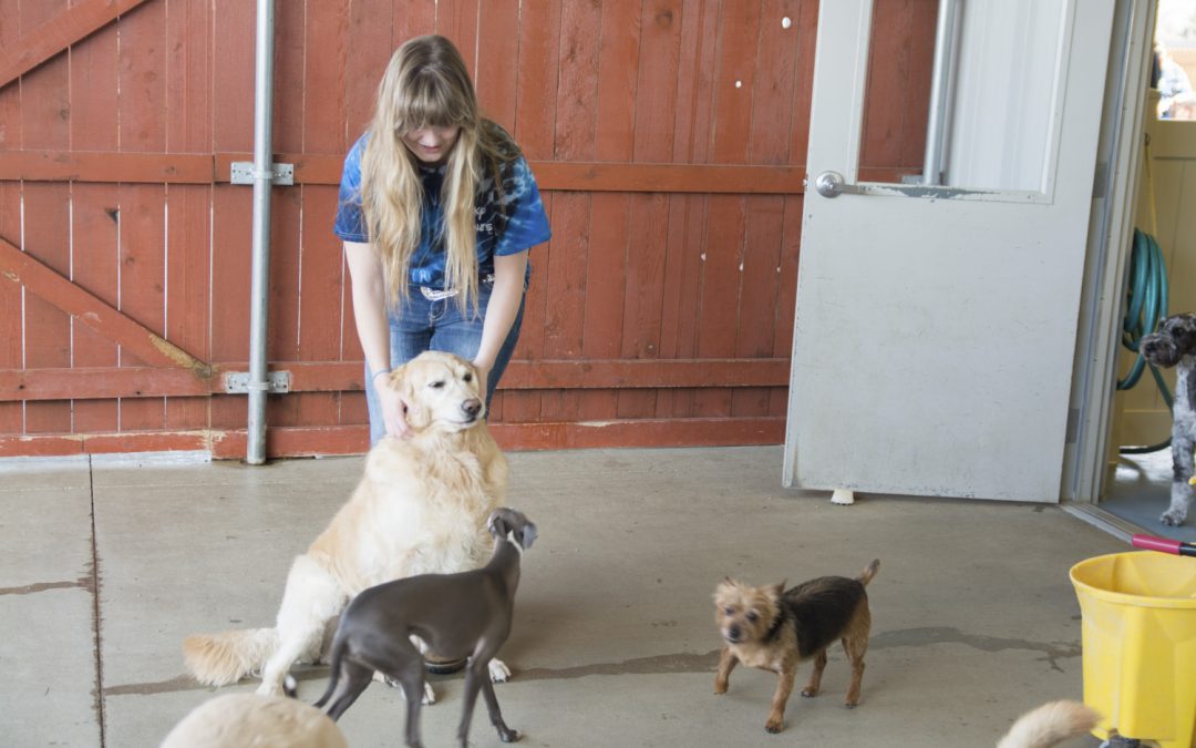 5 Reasons Columbus, OH Pet Owners Trust Lucky Bones Pet Resort for Boarding and Grooming