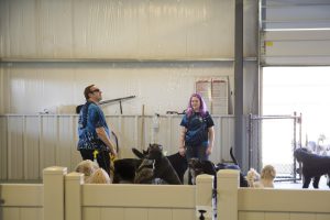 dog anxiety tips for boarding stays displayed by dogs playing in a boarding area