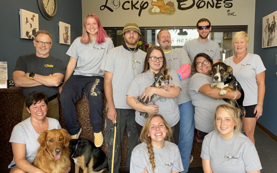 How Does Cat Daycare Benefit Your Feline?