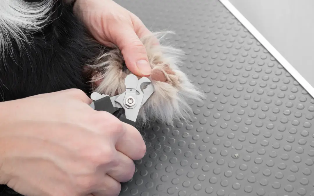 dog getting nails trimmed at a grooming session