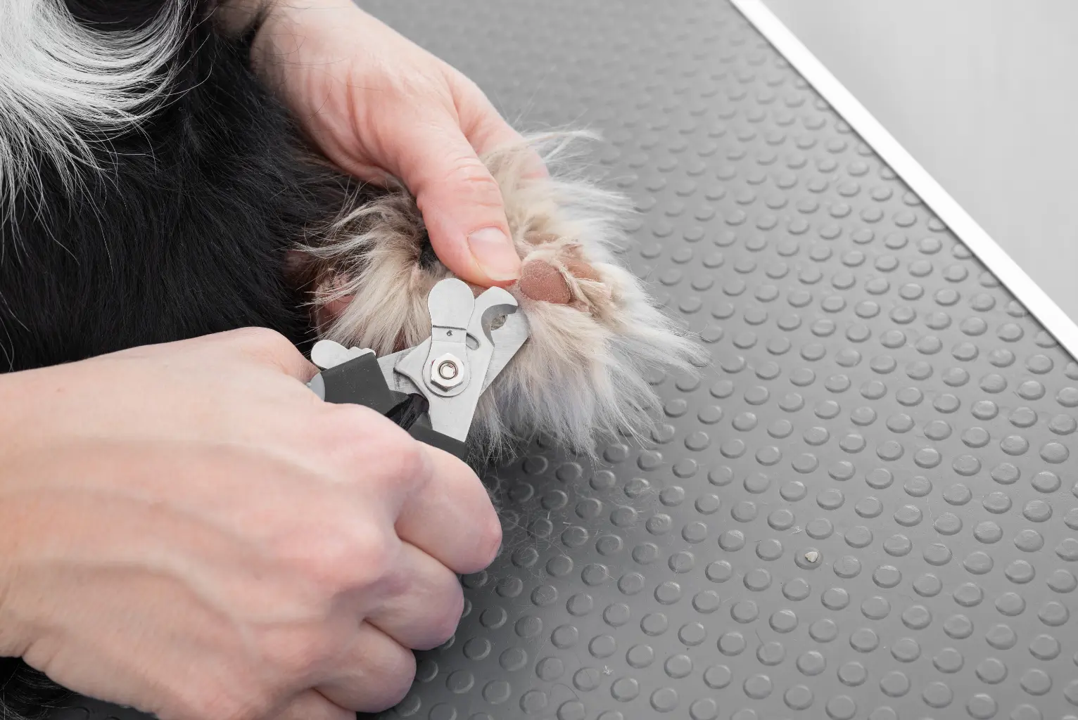 cat grooming